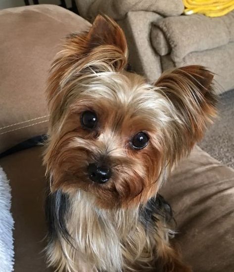 Yorkie Hair, Shorkie Puppies, Chien Yorkshire Terrier, Yorkie Haircuts, Grooming Ideas, Top Dog Breeds, Easiest Dogs To Train, Yorkie Terrier, Yorkie Lovers