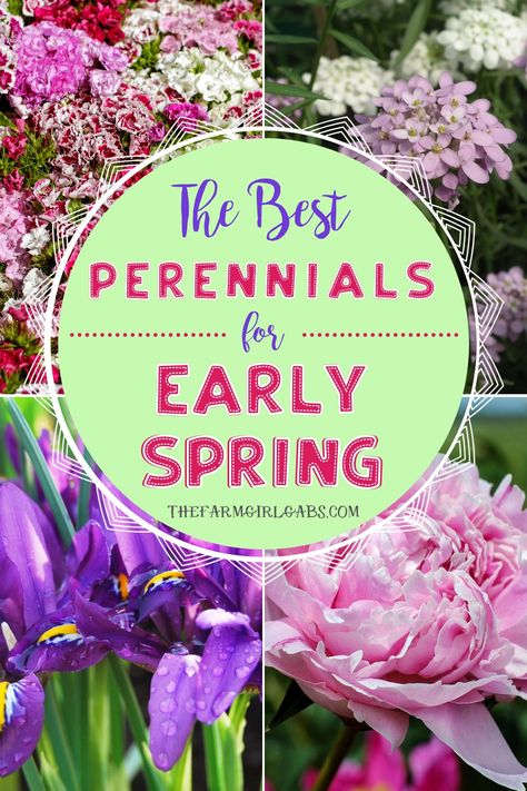 Ready to start your spring garden? Perennials are the perfect way to enhance your landscaping year after year. Here are the Best Perennial Flowers for Early Spring. #perennials #gardening #gardeningtips Flower Garden Ideas Landscaping, Spring Flowers Garden, Spring Perennials, Blue Flowers Garden, White Flowers Garden, Small Flower Gardens, Garden Perennials, Flower Garden Plans, Indoor Flowering Plants