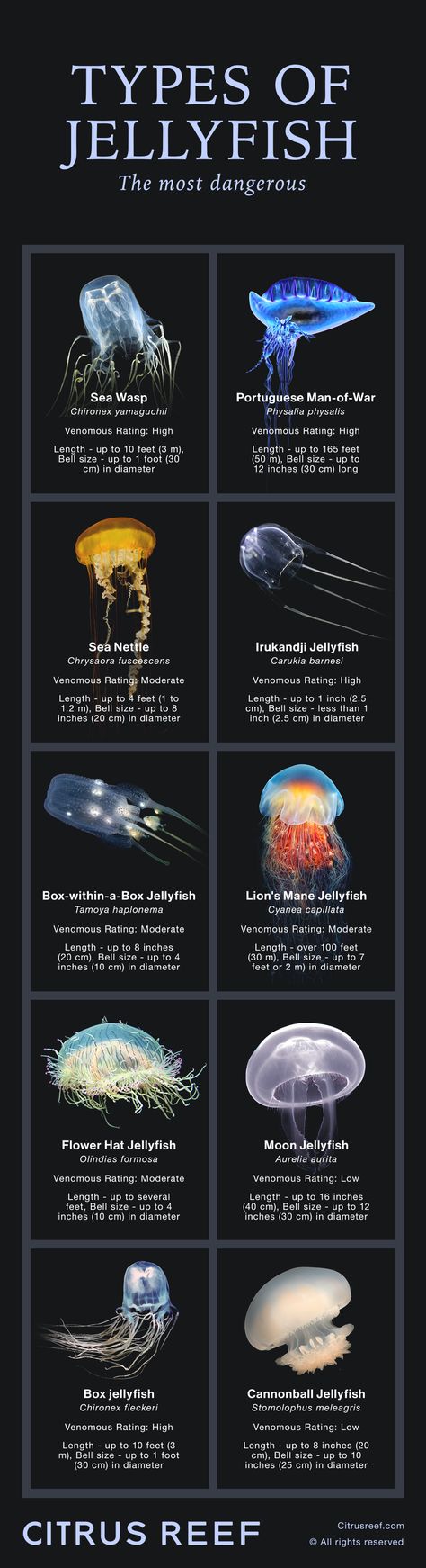 Different types of Jellyfish, including the most dangerous species Jellyfish Species Chart, Type Of Jellyfish, Different Jellyfish, Unique Sea Animals, Jellyfish Username Ideas, Different Types Of Jellyfish, Jelly Fish Facts, Jellyfish Things, Jellyfish Symbolism