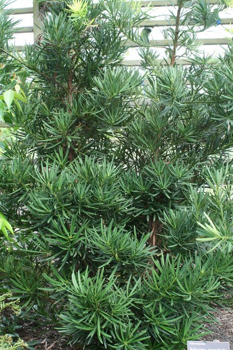 In the garden, growing a Podocarpus tree provides ornamental beauty combined with ease of care. Podocarpus plant care is considered minimal. This is a tough, adaptable plant, capable of surviving in a variety of sites. Learn more about it in this article. Podocarpus Hedge, Podocarpus Macrophyllus, Trees For Front Yard, Tree Seedlings, Backyard Plants, Tree Care, Hardy Plants, Plant Cuttings, Evergreen Shrubs