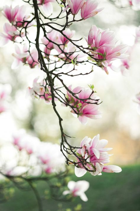 Saucer Magnolia Tree, Floral Photography Nature, Pink Flowering Trees, Pink Spring Flowers, Magnolia Branch, Floral Tree, Tree Flowers, Crabapple Tree, Blooming Trees