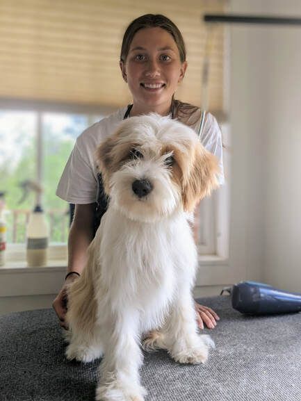 Tibetan Terrier Puppy, Tibetan Terrier Haircut, Poodle Training, Tibet Terrier, Puppy Training Schedule, Dog Toys Indestructable, Puppy Cut, Poodle Grooming, Tibetan Terrier