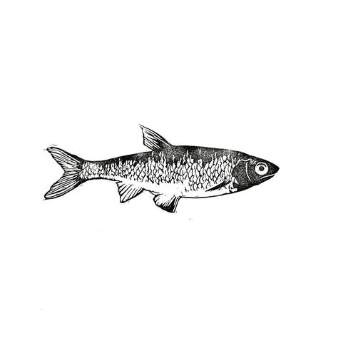 Fish Drawing Detailed, Fish Lino Print, Sardine Tattoo, Fish Linocut, Fish Folk Art, Fish Tin, Fish Stamp, Print Making Designs, Fish Sketch