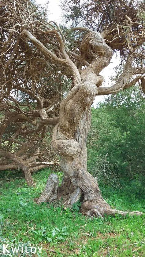 Twisted Branches, Weird Trees, Tree People, Matka Natura, Twisted Tree, Pretty Trees, Magical Tree, Tree Faces, Tree Spirit