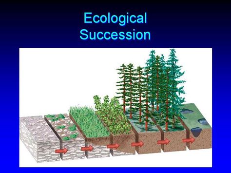 Primary Succession, Secondary Succession, Biology Class 11, Ecological Succession, Biology Plants, Bushes And Shrubs, Keystone Species, Interactive Media, Home Vegetable Garden