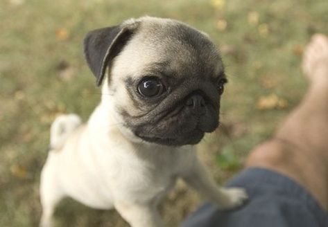 El significado de los ladridos del perro Pugs And Kisses, Baby Pugs, Pug Pictures, Pug Puppies, Funny Dog Pictures, Cute Pugs, Pug Lover, Pug Love, Pug Life