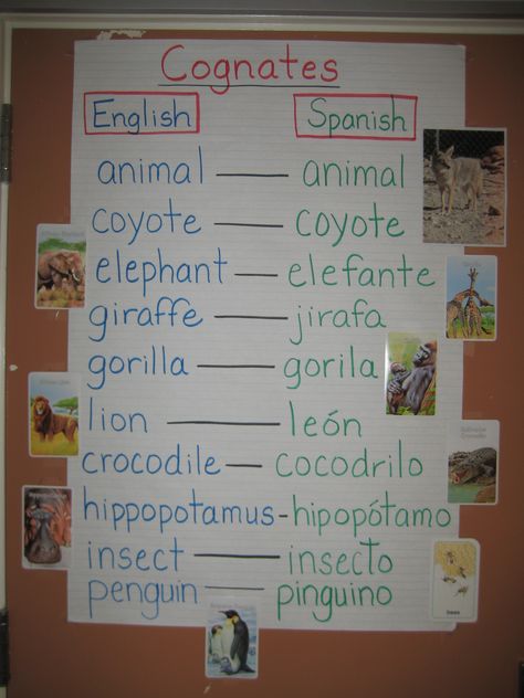 Cognates help with vocabulary development.@Mary Wallis Cognates Anchor Chart, Cognates Spanish English Anchor Chart, Spanish Cognates, Spanish Anchor Charts, Dual Language Spanish, Connecting Words, Spanish Language Arts, Dual Language Classroom, Learning Spanish Vocabulary