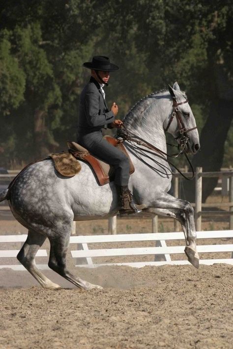 Baroque, Iberian & Medieval Horse Equipment. One Stop Online Shop!! Working Equitation, Lusitano Stallion, Lusitano Horse, Horse Inspiration, Horse Dressage, Horse Equipment, Andalusian Horse, Grey Horse, Dressage Horses