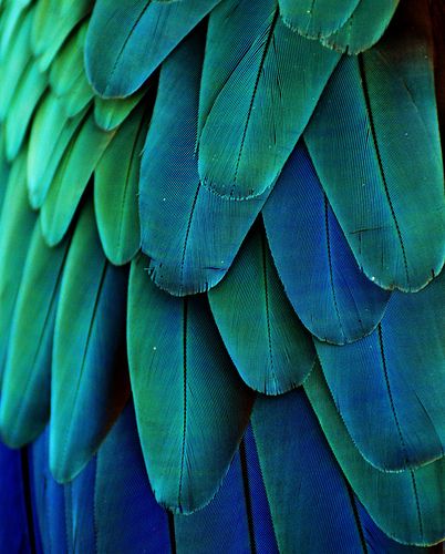 Macaw Feathers | Photo by Michael Fitzsimmons. Full portfoli… | Flickr Macaw Feathers, Green Photo, Color Harmony, Color Psychology, Patterns In Nature, Green Wall, Color Textures, Green Aesthetic, Green And Blue