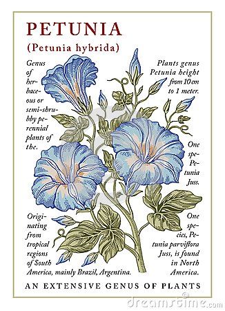 Petunia Line Drawing, Old Flower Drawing, Victorian Flower Drawing, Victorian Cards Vintage, Vintage Victorian Illustration, Petunia Drawing Simple, Flower Tattoo Illustration, Victorian Flowers Illustration, Petunia Flower Drawing