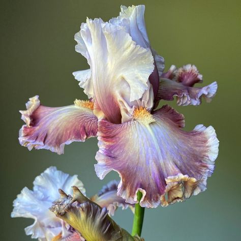 Iris barbu « Poète du Pharaon » 💜 📸 @threebrothersblooms #Iris #fleurs French Rose, Flower Farmer, Cut Flower Garden, Bearded Iris, Flower Farm, Knock Knock, Cottage Garden, Front Yard, Florist