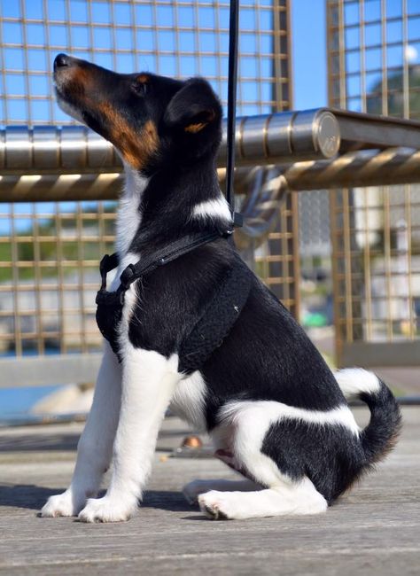 Smooth fox terrier at National Sailing Academy. Portland Fox Terrier Smooth, Jack Terrier, Jack Russell Terrier Puppies, Smooth Fox Terriers, Every Dog Breed, Sitting Dog, Farm Dogs, Terrier Breeds, Fox Terriers