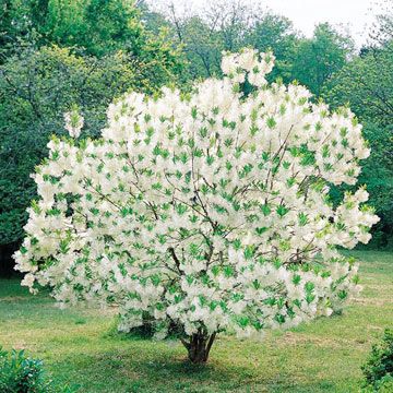 Plants to Love in Your New England Landscape Fringe Tree, New England Garden, Trees For Front Yard, Farmhouse Landscaping, Easy Landscaping, Ornamental Trees, Home Landscaping, Landscaping Plants, Landscape Trees