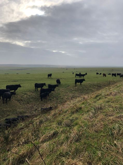 Cow Field, Black Cows, Black Cow, Cow, Natural Landmarks, Travel, Black, Art, Nature