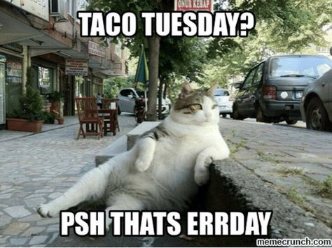 15 Happy Tuesday Memes - Best Funny Tuesday Memes Thinking Of You Meme, Cheer Up Meme, Tuesday Meme, Cat Meme, You Meme, Work Memes, Meme Funny, Funny Happy, Life Memes