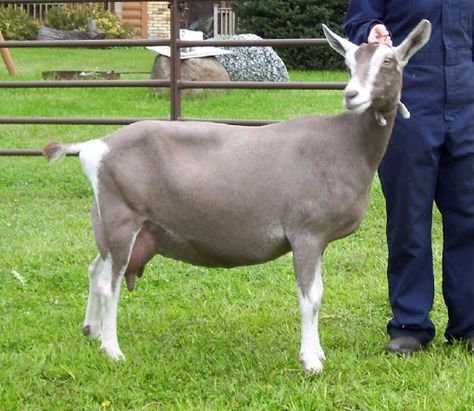 toggenburg goat - Beetal Goat, Indian Goat, Toggenburg Goat, Milking Parlor, Alpine Goats, Goat Breeds, Nubian Goat, Cute Goat, Boer Goats