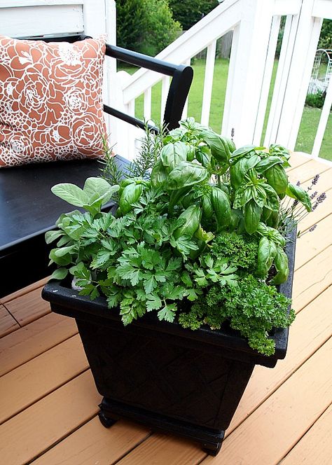 Container Herb Garden, Herb Containers, Types Of Herbs, Herb Garden Design, Pot Ideas, Herb Pots, Herbs Indoors, Garden Containers, Easy Garden