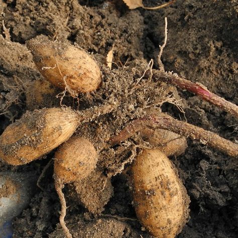 5 Steps To Divide Dahlia Tubers - The Flowering Farmhouse How To Divide Dahlia Tubers, Dahlia Tips, Dahlia Flower Garden, Dahlia Care, Minnesota Garden, Heating A Greenhouse, Garden Escape, Flower Farming, Dahlia Tubers