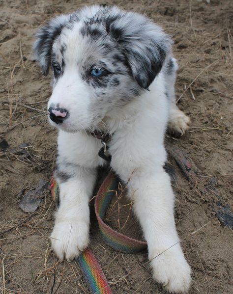 Dilated Pores, Gorgeous Animals, Aussie Puppies, Border Collie Puppies, Collie Puppies, Australian Shepherd Dogs, Australian Shepherds, Puppy Photos, Best Dog Breeds