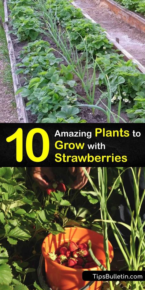 10 Amazing Plants to Grow with Strawberries Companion Planting Strawberries, Strawberries In Raised Beds, Planting Strawberries, Best Companion Plants, Grow Strawberries, Raised Bed Gardens, Bush Beans, Beginner Gardening, Plant Help