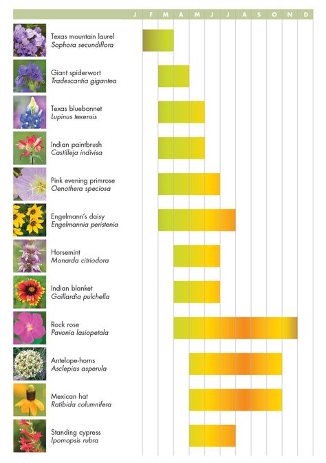 Bloom chart Common Wildflowers, Texas Mountain Laurel, Seasons Chart, Snowball Viburnum, Texas Plants, Texas Native Plants, Texas Wildflowers, Rain Lily, Lady Bird Johnson Wildflower Center