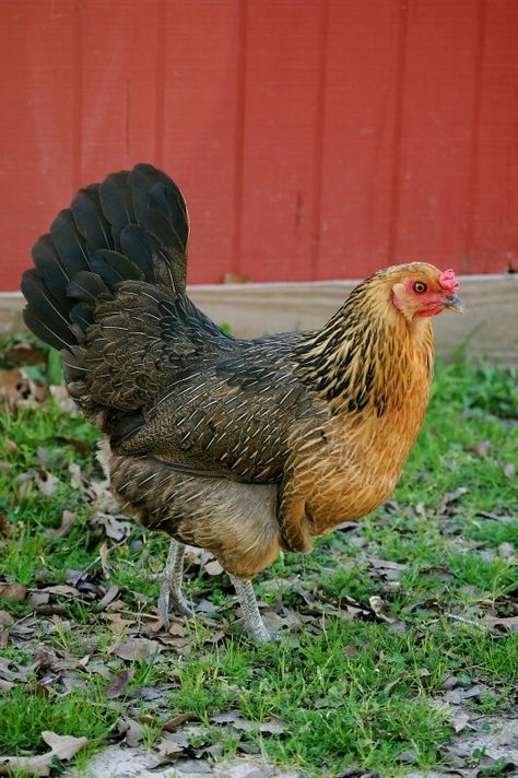 Ameraucana-Lucy Ameraucana Chicken, Farm Livestock, Poultry Breeds, Farm Work, Diy Chicken Coop Plans, Chicken Bird, Beautiful Chickens, Chicken Coop Plans, Chickens And Roosters