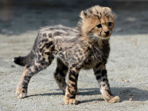 “Fang” the 2 month old King Cheetah male at Tama Zoo in Tokyo. There have been four King Cheetahs born to 3 different mothers over the last 16 months. King Cheetah, Cheetah Cub, Baby Cheetah, Cheetah Cubs, Baby Cheetahs, Gato Grande, Old King, Cat Pose, Rare Animals