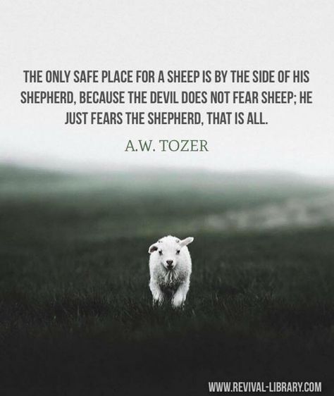 3,673 Likes, 39 Comments - A.W. TOZER-A MAN OF GOD (@awtozeramanofgod) on Instagram: “#awtozer #tozer #awtozerquotes” Sheep Quote, Jesus Love Quotes, Aw Tozer Quotes, Scripture Lettering, A W Tozer, The Lord Is My Shepherd, In Christ Alone, Biblical Inspiration, A Sheep