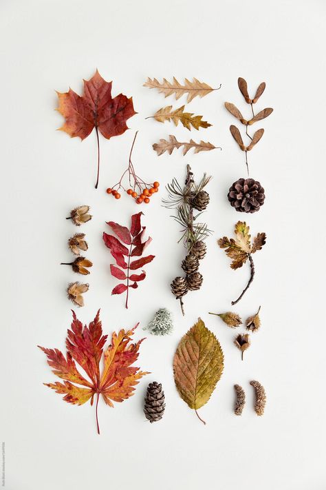 Leaf Photography, Flat Lay Photography, Nature Collection, Nature Journal, Autumn Aesthetic, Arte Floral, Foto Inspiration, Autumn Photography, Fall Leaves