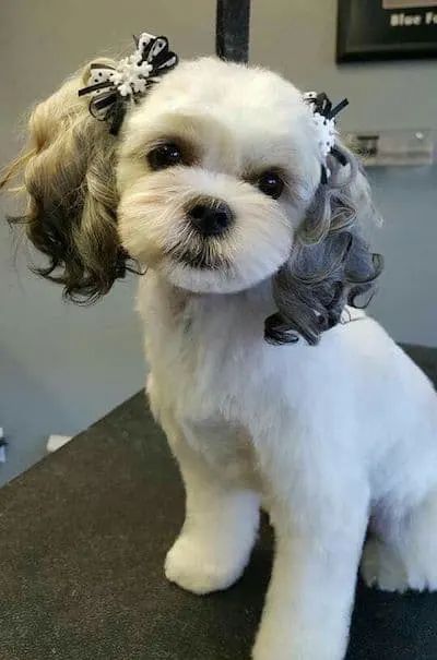 15 Maltese Haircuts & Hairstyles: White, Fluffy, and Looking Fabulous! Maltese Haircuts, White Dog, Maltese, Hair Dryer, Small Dogs, Hairstyles, Dogs, Hair, White