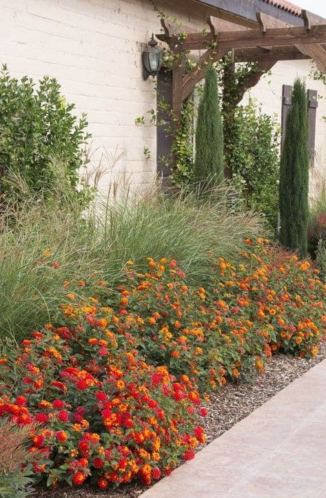 Lantana Bush, Xeriscape Front Yard, Lantana Plant, Texas Landscaping, Diy Jardin, Garden Hedges, Creative Landscape, Front Yard Design, Desain Lanskap