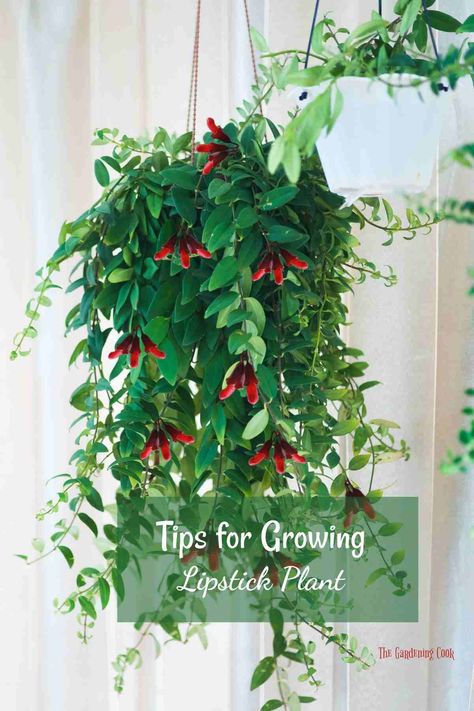 Lipstick plant has unusual flowers which look like tubes of lipstick. The plant is easy to grow indoors. Print out my tips and add them to your garden journal. Learn more on The Gardening Cook. Twisted Lipstick Plant, Seed Starters, Gardening Tricks, Lipstick Plant, Orchid Bark, Household Plants, Beautiful Lipstick, Backyard Vegetable Gardens, Inside Plants