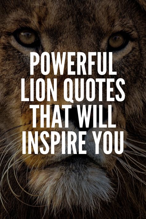 Lion Sayings Strength, Be A Lion Quote, Lion Quotes Inspirational, Lion King Sayings, Quotes About Lions, Lion Quotes Inspiration Motivation, Lion Motivation Quotes, Quotes Lion King, Lion Quote