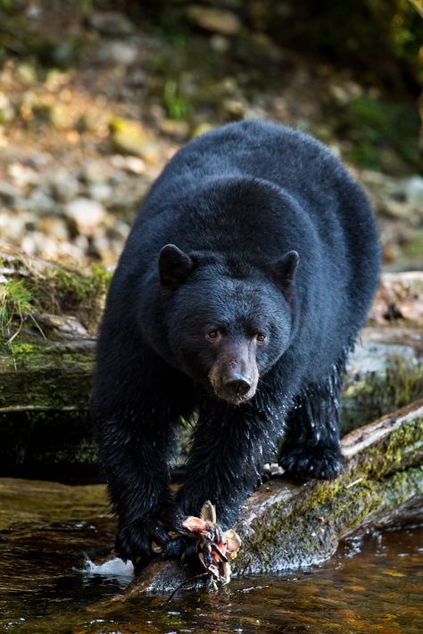 Polar Bear We Bare Bears, We Bear Bears, Tattoo Bear, Black Bears Art, American Black Bear, North American Animals, Animals Tattoo, Tattoo Nature, North American Wildlife