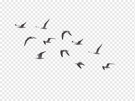 Splendor Plus Bike Photo, Seagull Illustration, Animal Migration, Hummingbird Illustration, Photography Name Logo, Bluebird Tattoo, Bird Flight, Crane Tattoo, Duck Illustration