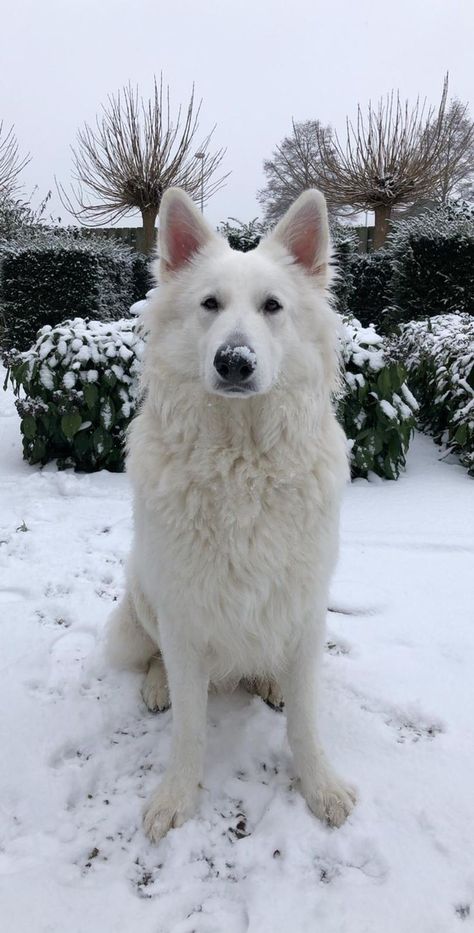 Elegant Dog Breeds, White Gsd, White Shepherd Dog, Native American Dog, Swiss Shepherd, Family Friendly Dogs, Husky Breeds, White Swiss Shepherd, White Shepherd