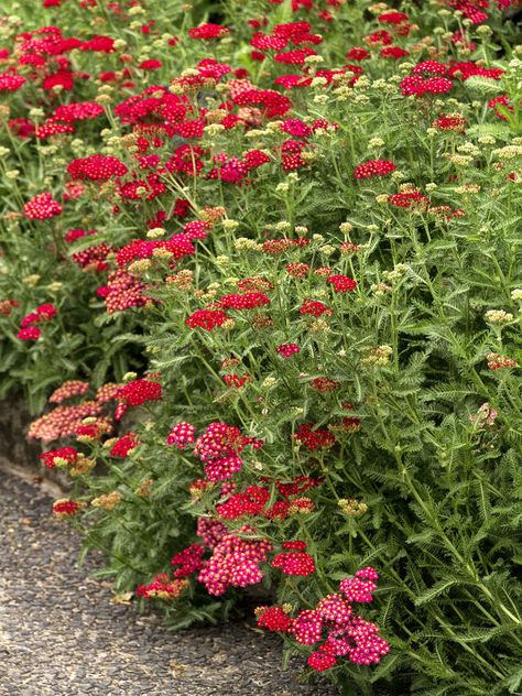 Punakärsämö, Achillea millefolium 'Red Velvet' Tall Perennial Flowers, Flowers Australia, Taman Air, Monrovia Plants, Drought Tolerant Perennials, Drought Tolerant Garden, Drought Tolerant Landscape, Best Perennials, Garden Shrubs