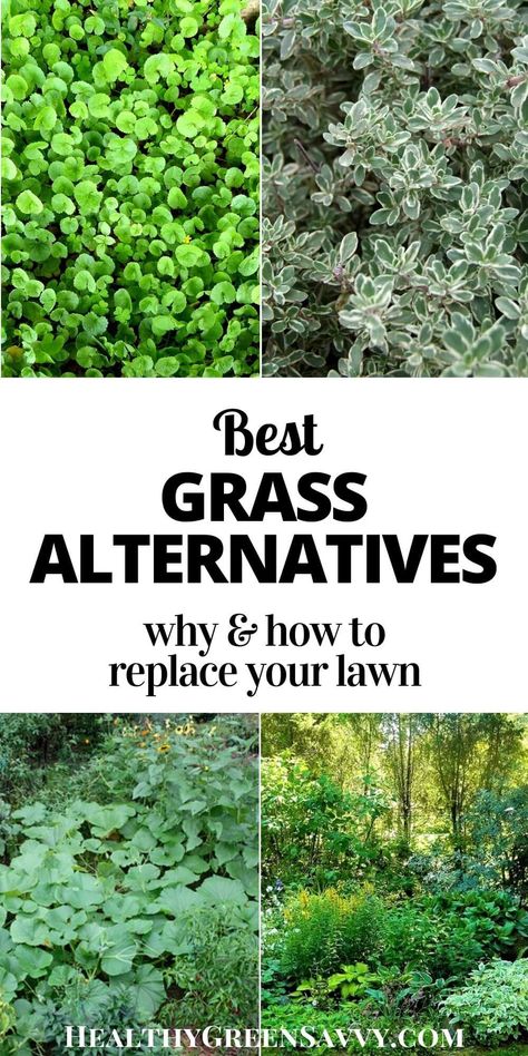 Grass Alternatives, Moss Lawn, Replace Lawn, Clover Lawn, Grass Alternative, Summer Gardening, Tattoo Plant, Lawn Alternatives, No Grass Backyard