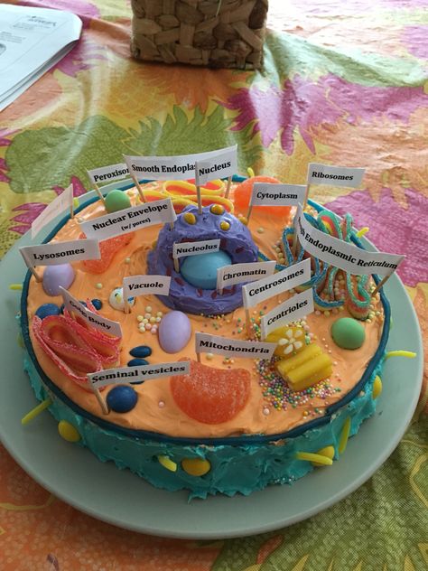 Candy Animal Cell Model, Komórka Zwierzęca Model, Edible Cell Project Ideas Animals, Animal Cell Model Edible, Candy Cell Model, Cell Cake Project Ideas, Edible Animal Cell Project Ideas, Edible Cell Project Ideas, Animal Cell Project Cake