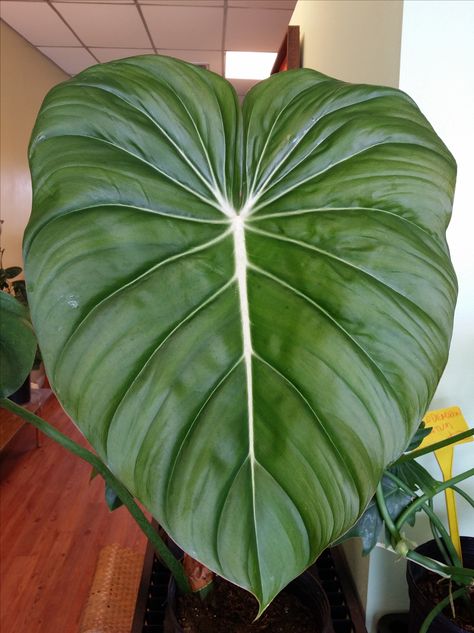 Some BIG Leaves Around The Nursery | Exotica Tropicals – Tropical ... Big Tropical Plants, Big Leaves Plant, Plants With Big Leaves, Big Leaf Indoor Plant, Big House Plants, Indoor Plants Names, Large Leaf Plants, Big Leaf Plants, Indoor Plants Styling