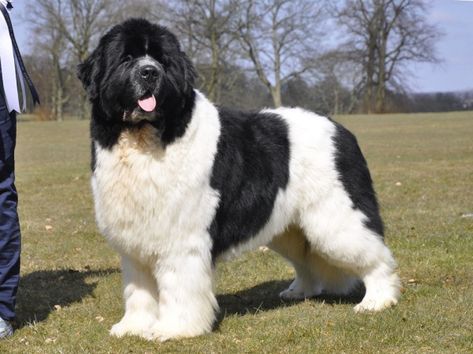 Popular-Dog-Breeds-with-Big-Paws Big Doggies, Worlds Largest Dog, Landseer Dog, Most Expensive Dog, Newfoundland Puppies, Dog Crossbreeds, Expensive Dogs, Newfoundland Dogs, Largest Dog