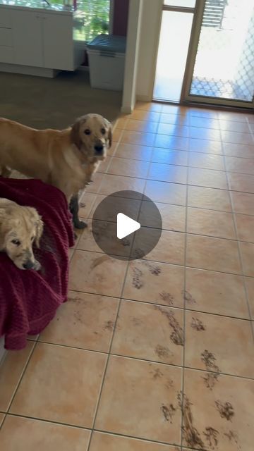 415K views · 39K likes | Ralph the Golden Retriever 🦁 on Instagram: "Get two Golden Retrievers they said! 😂😂  Follow @ralph.the.goldenretriever for more 🐶🐾  #funnydog #dog #dogsofinstagram #dogs #funnydogs #dogstagram #puppy #cutedog #doglife #doglover #funny #instadog #dogoftheday #doggo #doglovers #happydog #cute #love #puppylove #funnyvideos #cutedogs #funnydogvideos #dogvideos #pets #ilovemydog #dogsofinsta #meme #quirkydogs #dogmeme #puppiesofinstagram" Funny Dog Videos Hilarious Puppys, Funny Dog Video, Funny Puppies Video, Funny Golden Retriever Pictures, Golden Retriever Funny Videos, Funny Golden Retrievers, Dogs And Puppies Videos, Puppy Videos Funny, Happy Dogs Funny