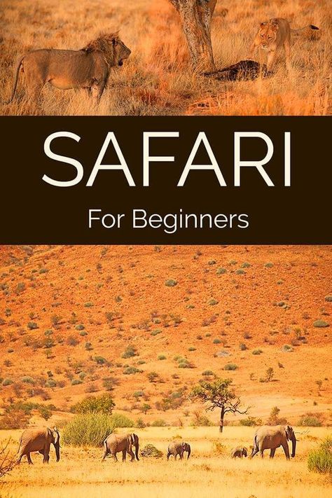 All you need to know before your first safari experience in Africa #safari #africa #africatravel #traveltips Safari In Africa, Diani Beach, South Africa Safari, Africa Travel Guide, Tanzania Travel, Tanzania Safari, African Travel, Africa Destinations, Safari Travel