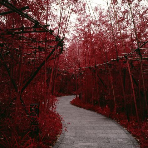 Dark Forest Aesthetic, Red Bamboo, Dark Landscape, Forest Background, Art Gallery Wallpaper, Dark Photography, Red Aesthetic, Magical Places, Fantasy Landscape