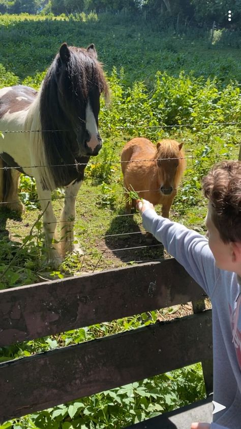 Feeding Horses Aesthetic, Vibe Friends, Horse Feeding, Feeding Horses, Horses Aesthetic, Horse Feed, Horse Aesthetic, Nature Aesthetic, Horses