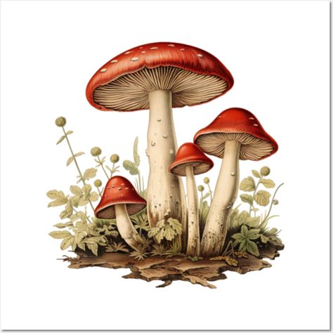 Vintage Mushroom Art, Fungi Illustration, Mushroom Clipart, Mushroom Poster, Memory Design, Mushroom Crafts, Vintage Mushroom, Mushroom Art, Artwork Images