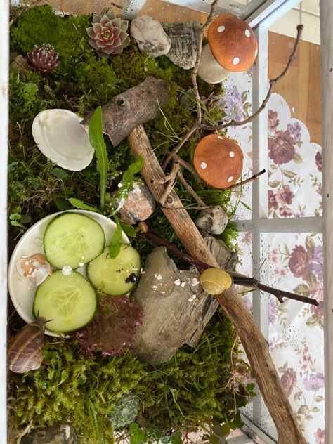 my second snail-home 🐌💕🏠 Snail House Diy, Snail Cage Setup, Snail Tank Set Up, Land Snail Enclosure, Terrarium With Snails, Diy Snail Enclosure, Garden Snail Terrarium Ideas, African Snail Terrarium Ideas, Pet Garden Snail