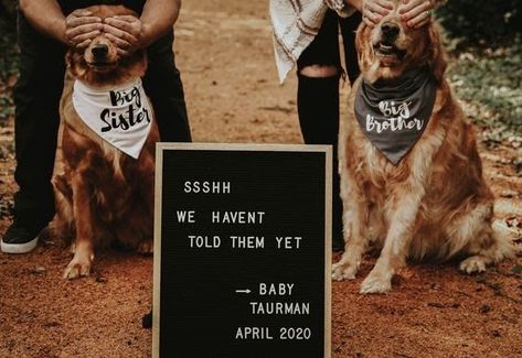 Baby Annoucment Idea With Dog, Dog Baby Announcing Ideas, Cute Pregnancy Announcement With Dog, Dog Announcement Pregnancy, Baby Reveal With Dog, Pregnancy Announcement Photoshoot With Dog, Pregnancy Announcement Ideas With Dog, Baby Announcements With Dogs, Dog Announcing Pregnancy