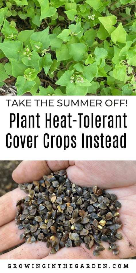 Cover Crops To Improve Soil, Food Forest Garden, Spring Crops, Vegetable Garden Diy, Garden Solutions, Garden Veggies, Forest Garden, Edible Landscaping, Soil Improvement