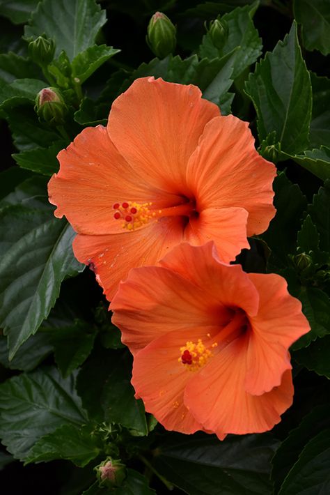 Tradewinds Orange Sunset Wind Hibiscus (Hibiscus rosa-sinensis 'Orange Sunset Wind') at Stauffers Of Kissel Hill Hibiscus Flower Colors, Hibiscus Flower Photography, Hibiscus Flower Orange, Hibiscus Bush, Fav Flower, Hibiscus Garden, Orange Hibiscus, Hibiscus Rosa Sinensis, Fleur Orange